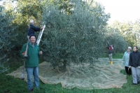It&#039;s time to olives harvest!