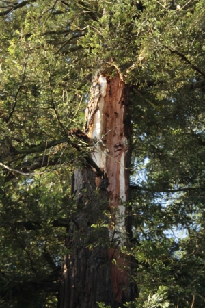  redwood injured by lightning