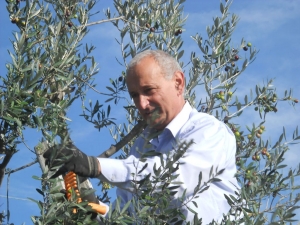 olives harvest