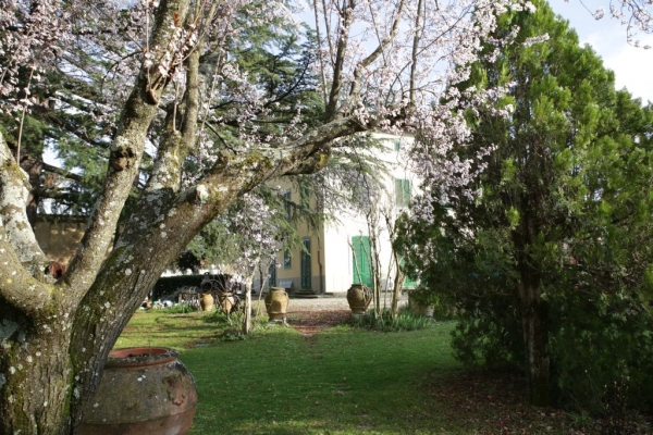 plum tree flowering