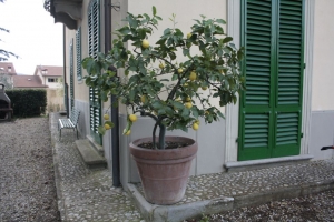 the spring has arrived, lemon trees come back !