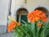 Flowers in villa Catola