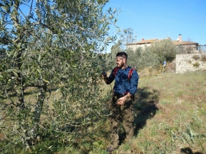 pruning and fertilizing olive trees !