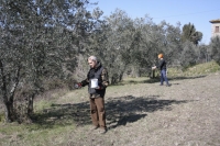 manuring of olive trees , ovvero concime agli olivi