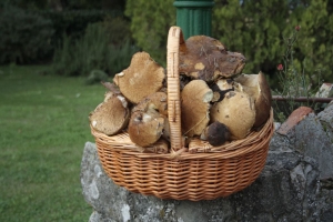 porcini a villa Catola