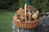 porcini a villa Catola