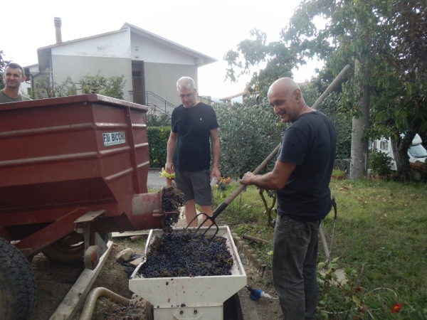 vendemmia a casa Tanzini