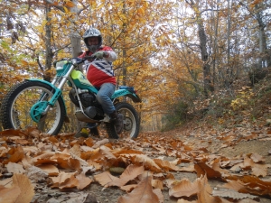 to day in the wood ...