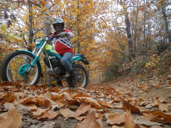 to day in the wood ...