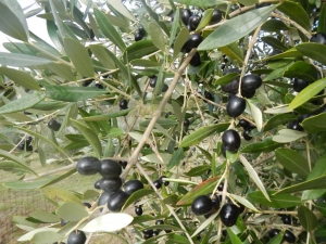 olive