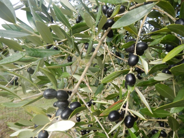 olive