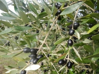 olive