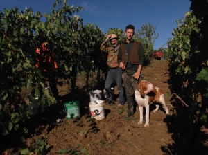 tempo di vendemmia - harvest time