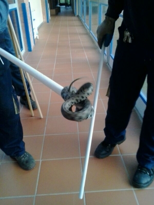to day snakes hunter !!!