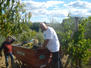 Tullio harvest 2017