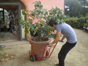 il &quot; ritorno dei limoni &quot;
