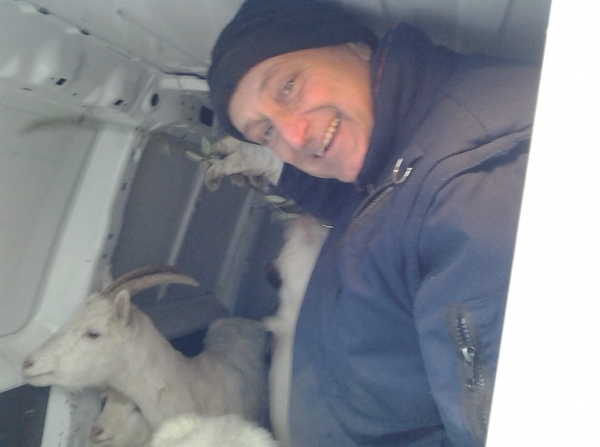 Goats , anche questo è lavoro !