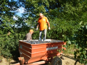 Tullio farm , 2016 harvest